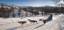 Balade en chiens de traîneau - © Savoie Mont Blanc / Lansard