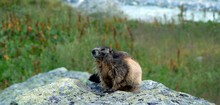 Marmotte - Réserve du Plan de Tueda dans le Parc Nationale de la Vanoise - © Savoie Mont Blanc / Léonard